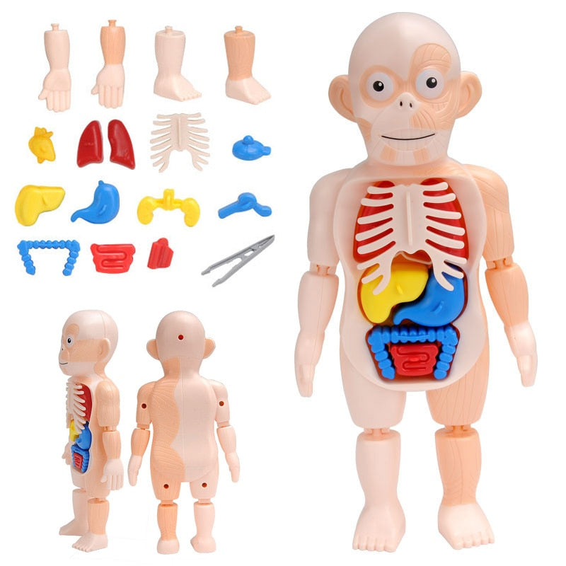 3D Puzzle Human Body Anatomy
